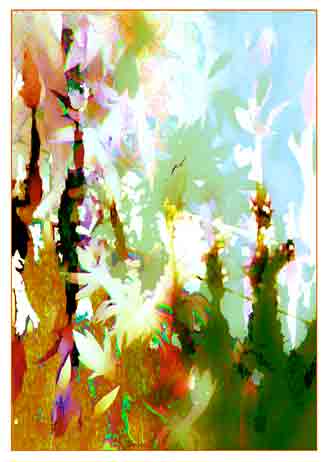 Christmas Cactus