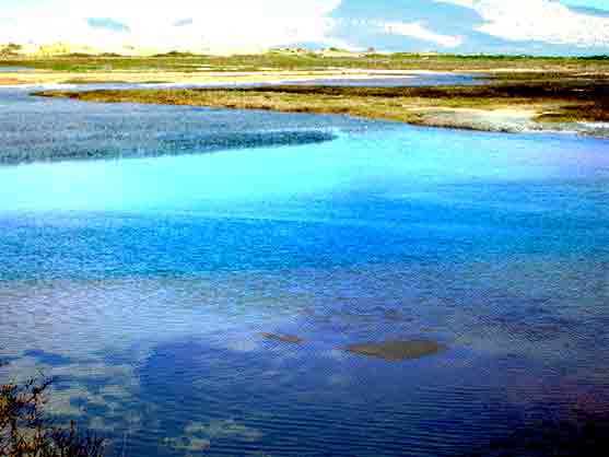 Tidal Pool